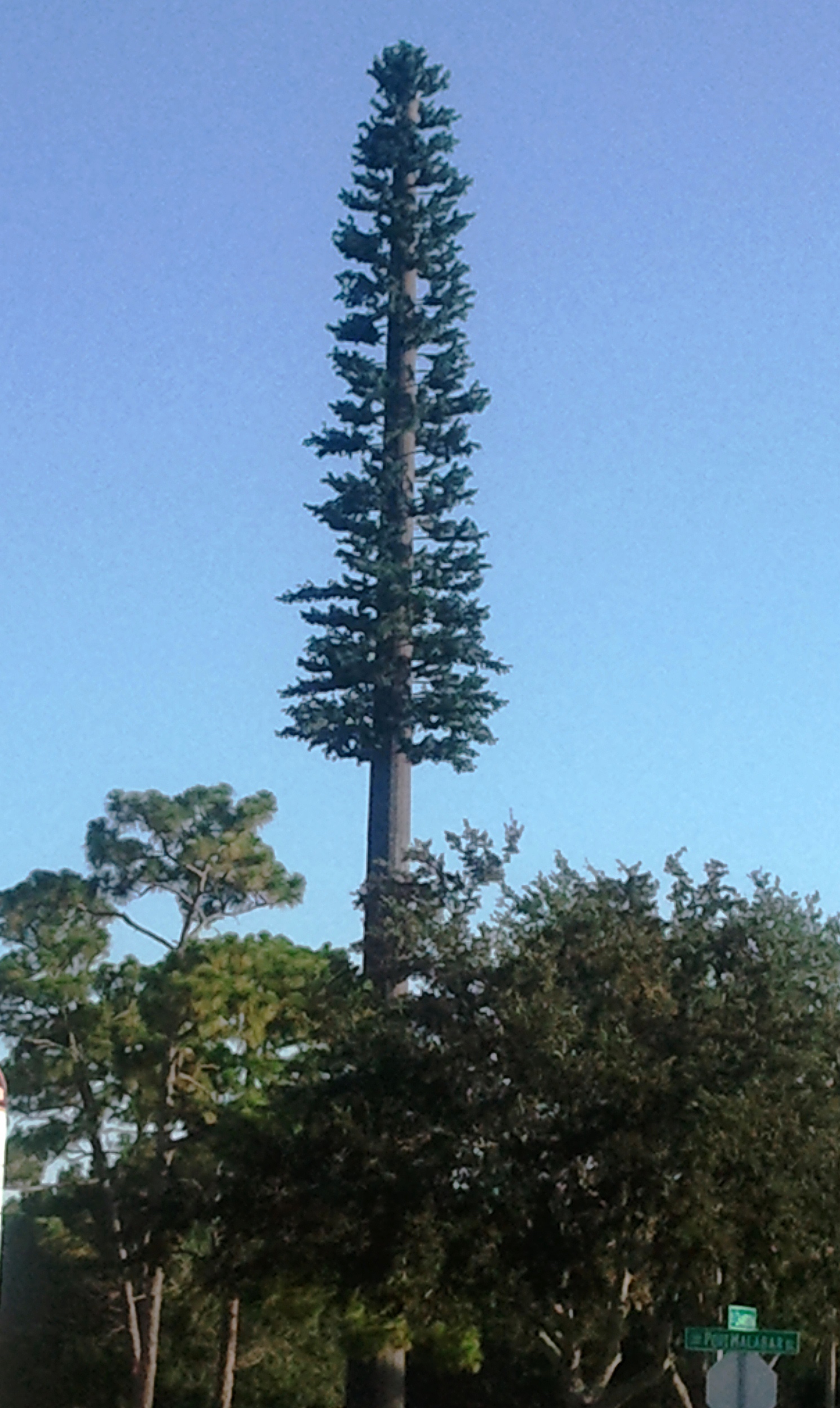 Pine Tree photo 1