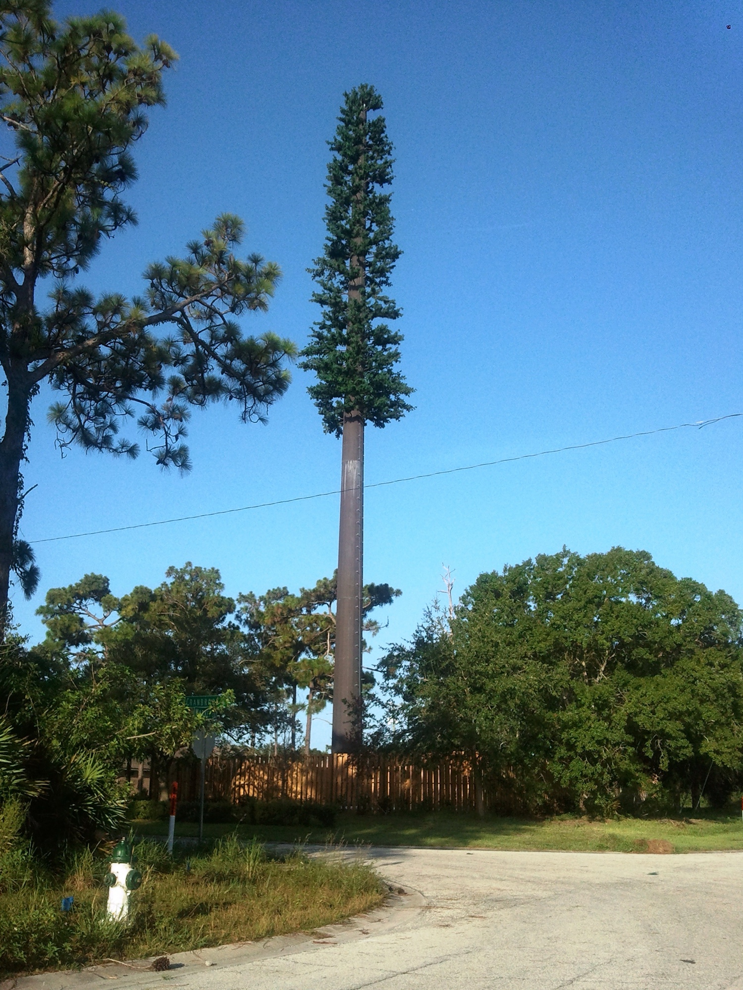 Pine Tree photo 2