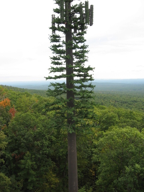 Pine Tree photo 1