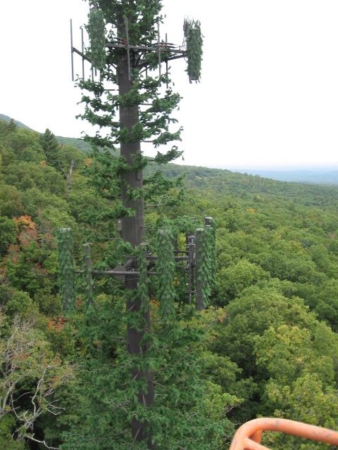 Pine Tree photo 2