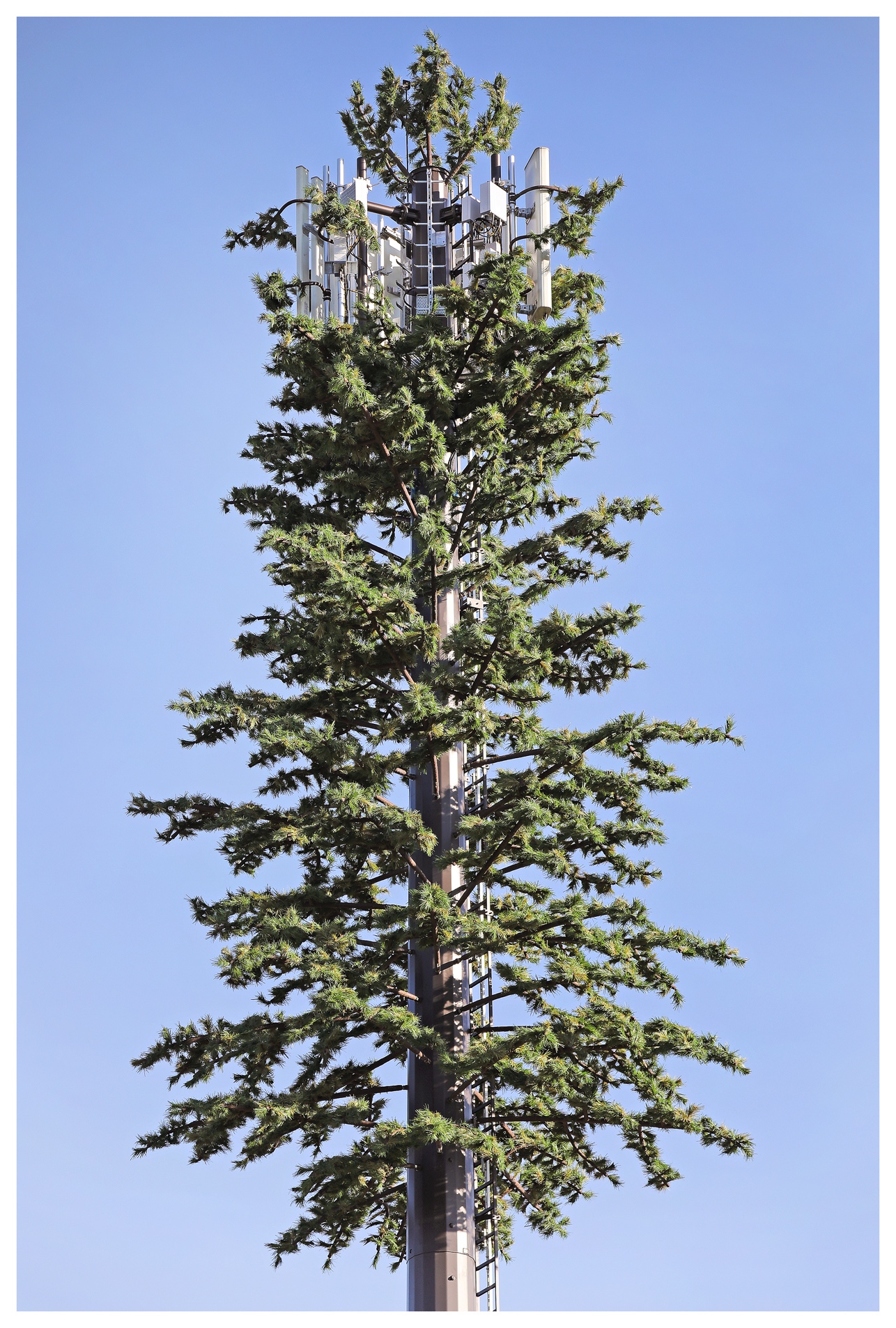 Pine Tree photo 1