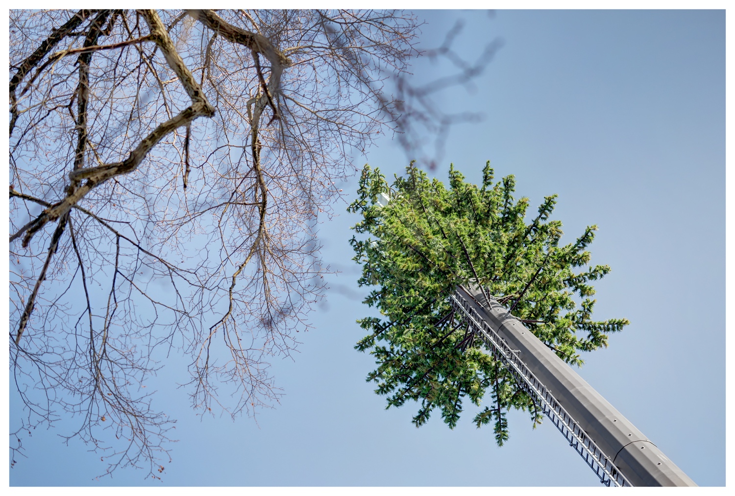 Pine Tree photo 2