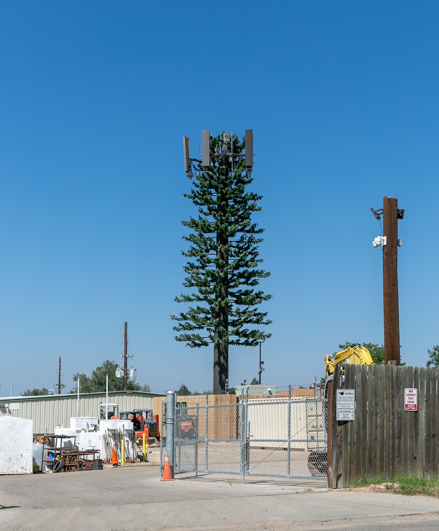 Pine Tree photo 1