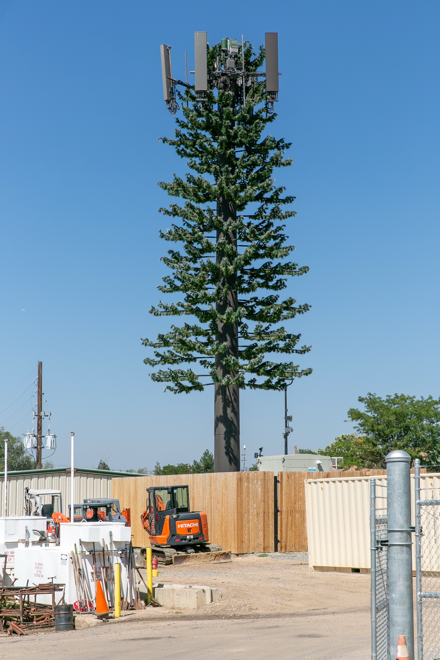 Pine Tree photo 2