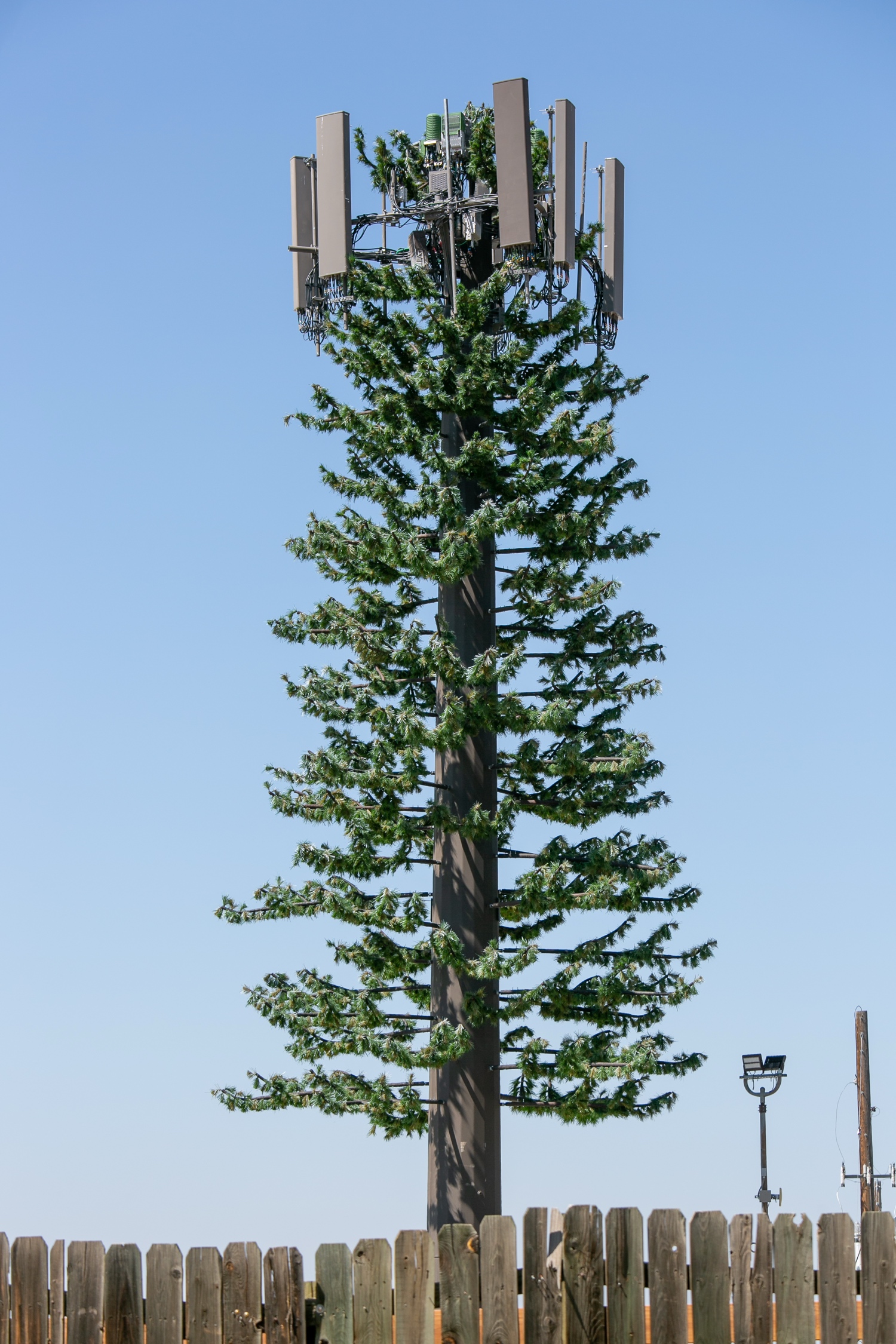 Pine Tree photo 3
