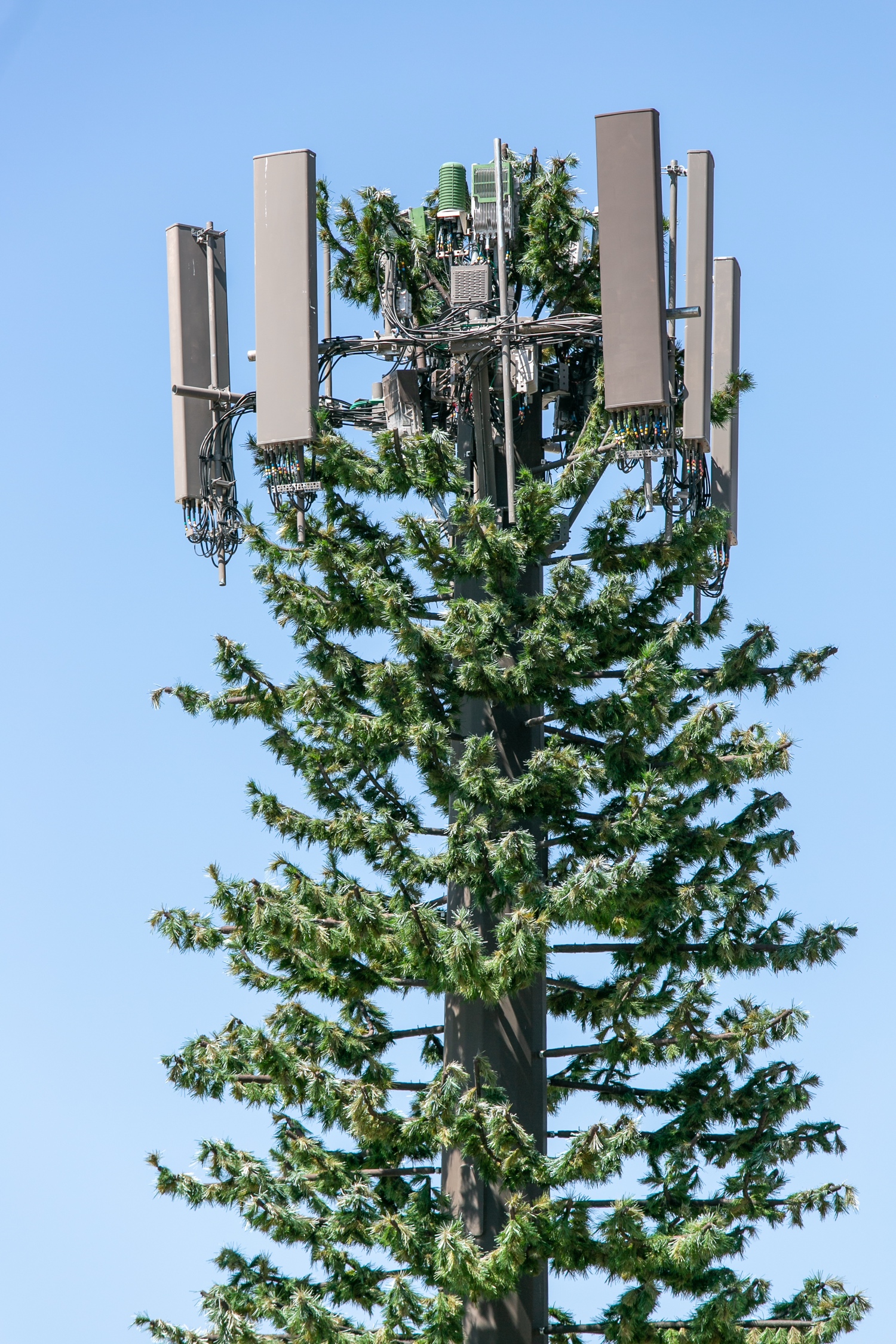 Pine Tree photo 4