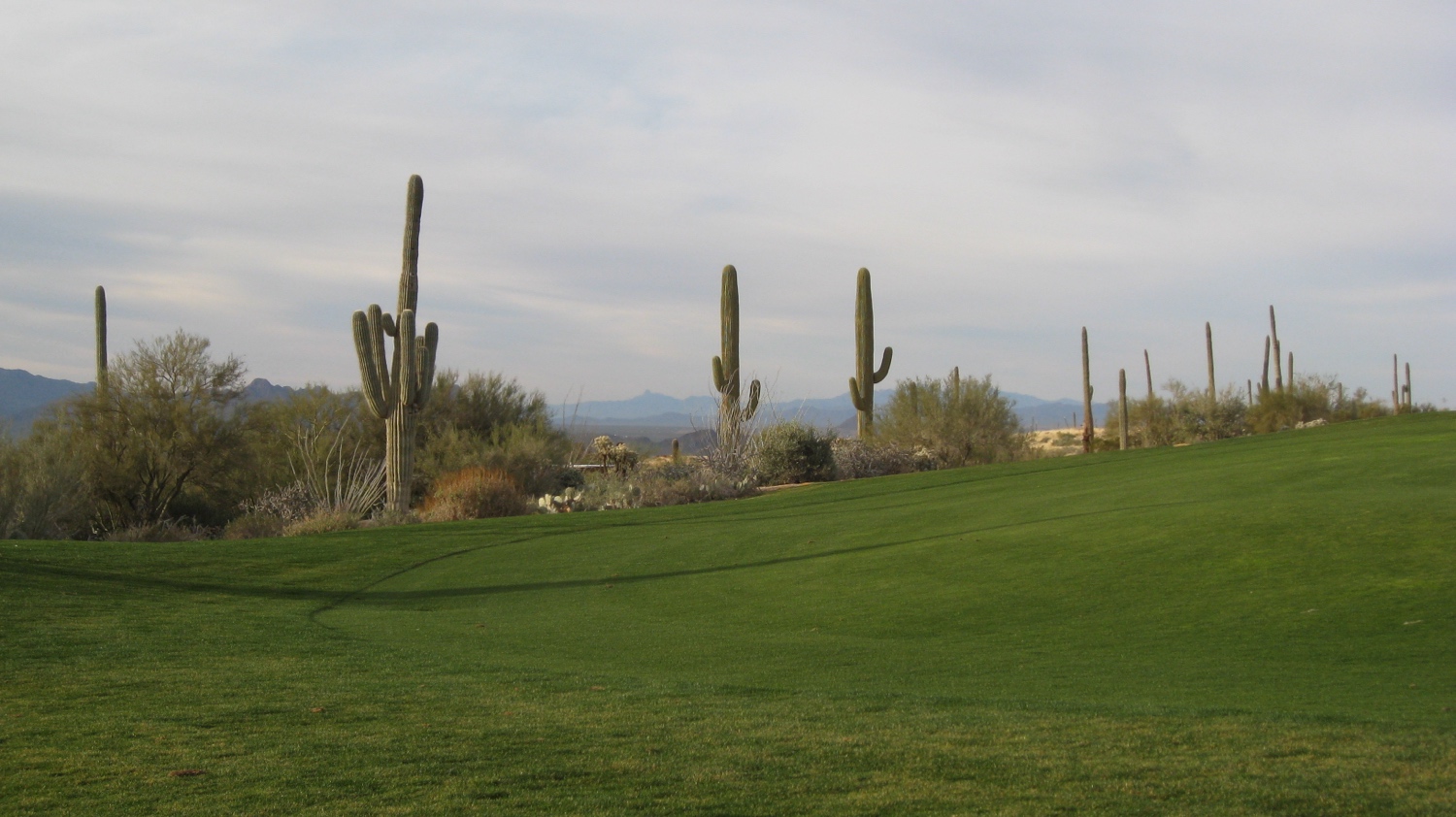 Cactus photo 3