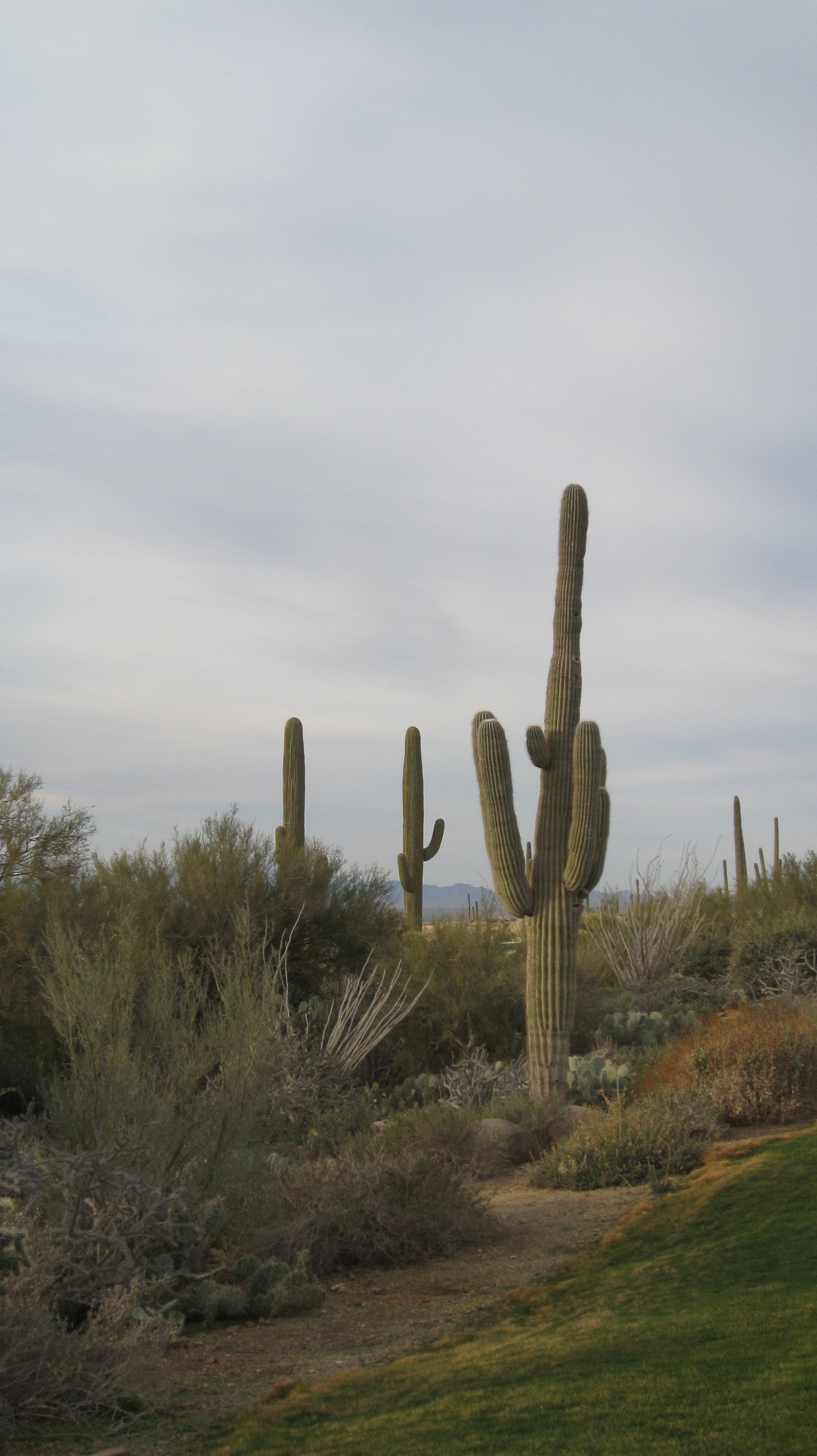 Cactus photo 4