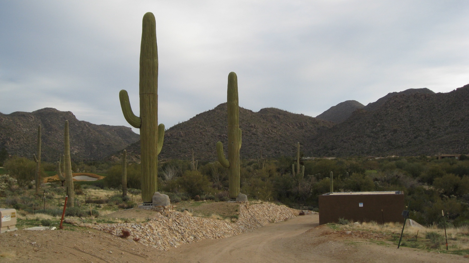 Cactus photo 1