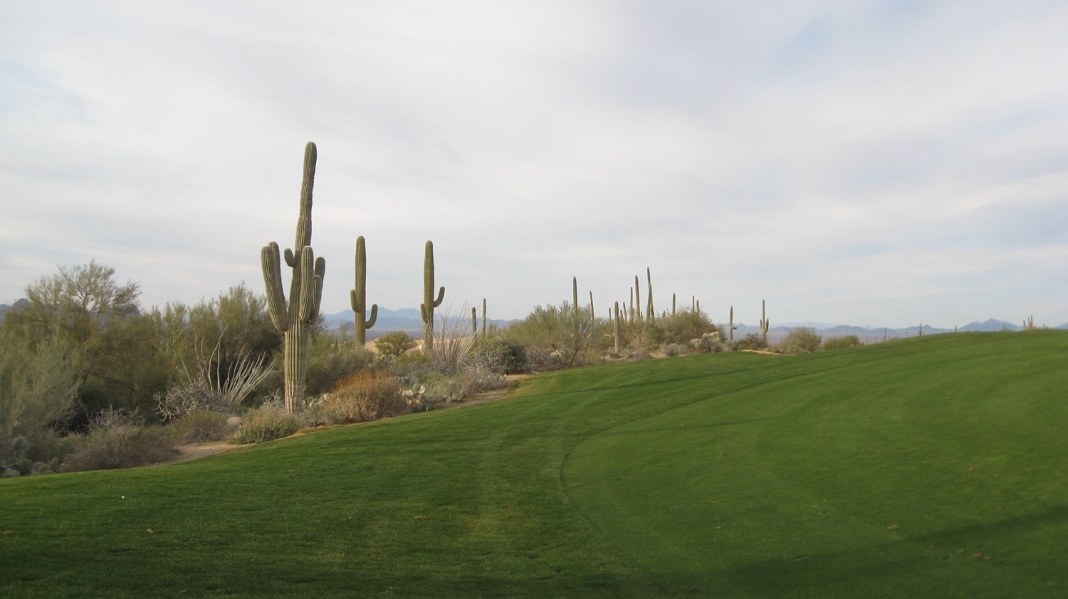 Cactus photo 2