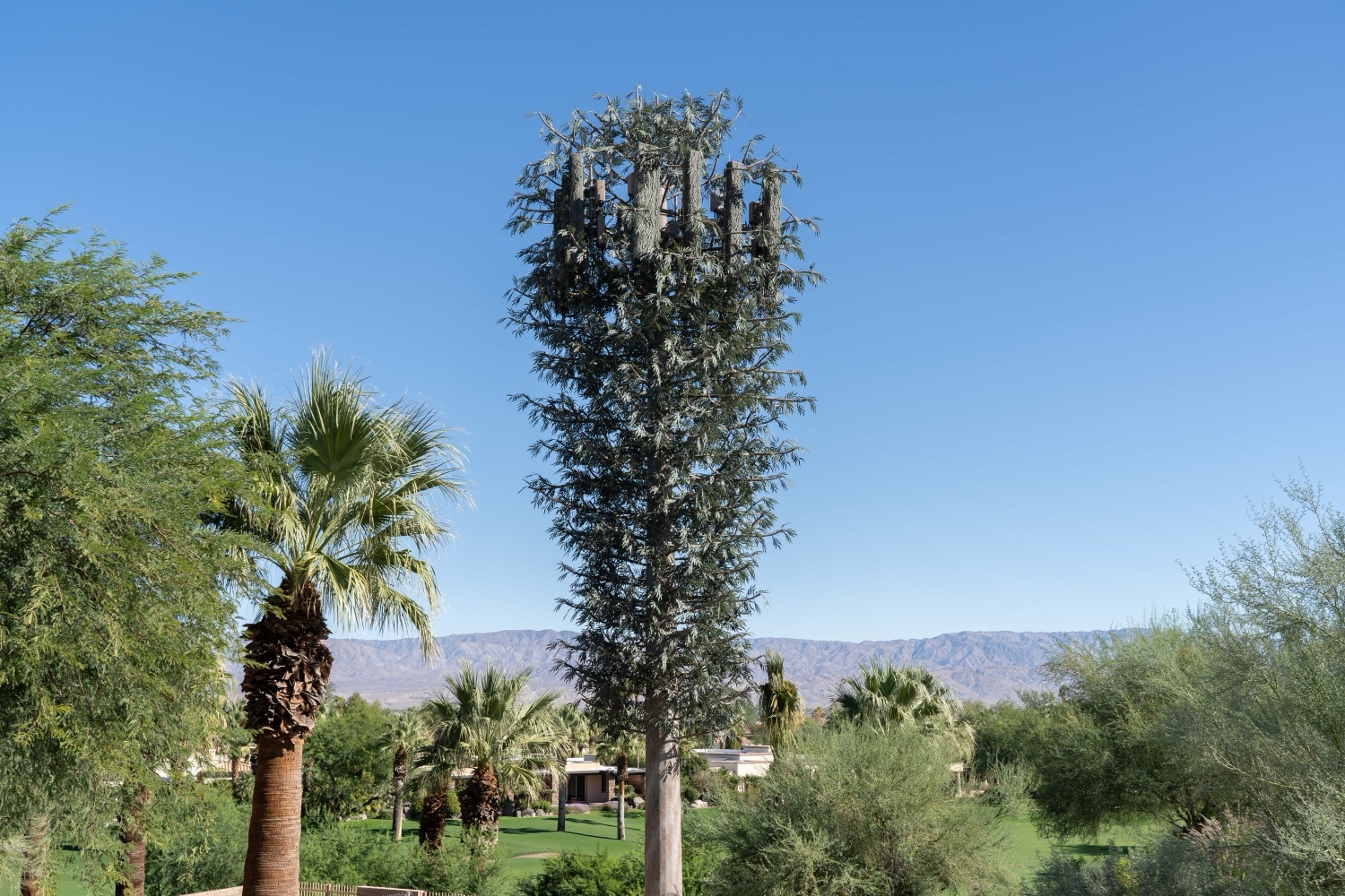 Euc Tree photo 1
