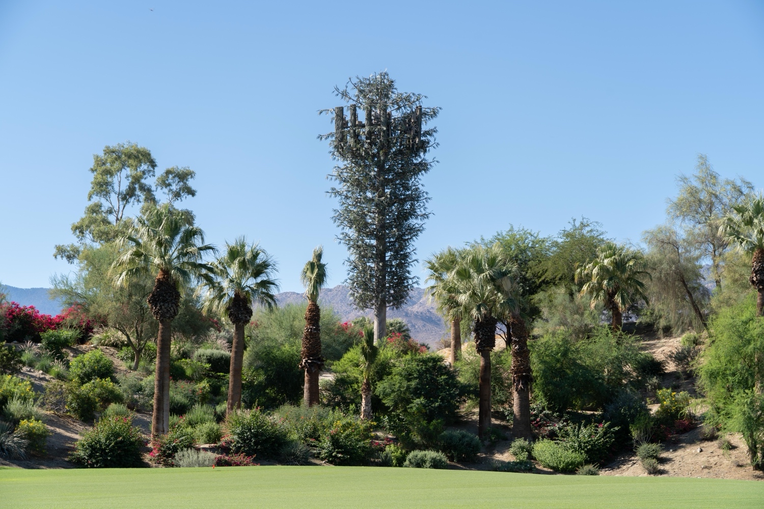 Euc Tree photo 2