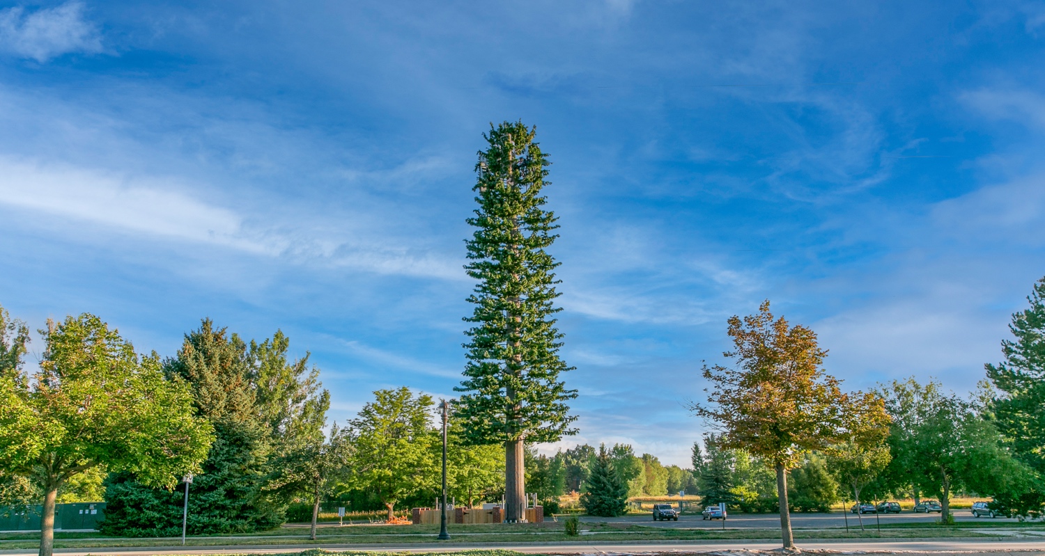 Pine Tree photo 1