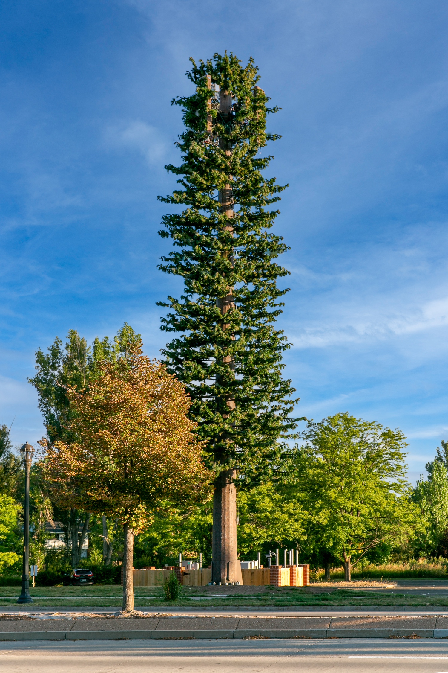 Pine Tree photo 2