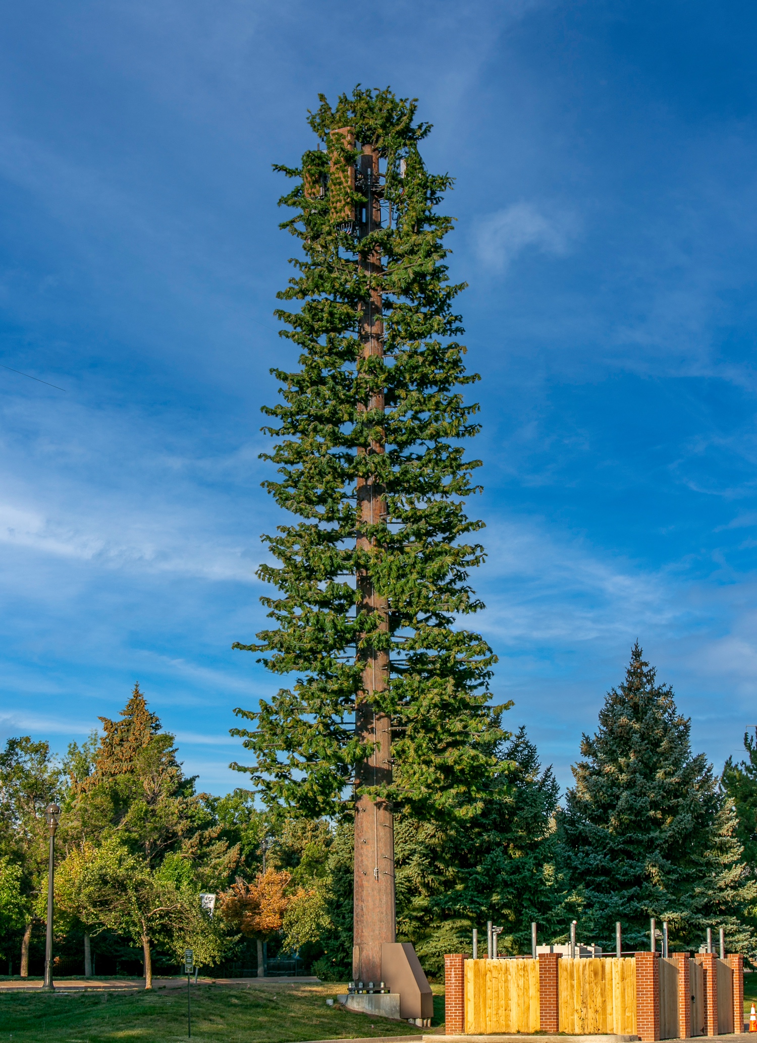 Pine Tree photo 3