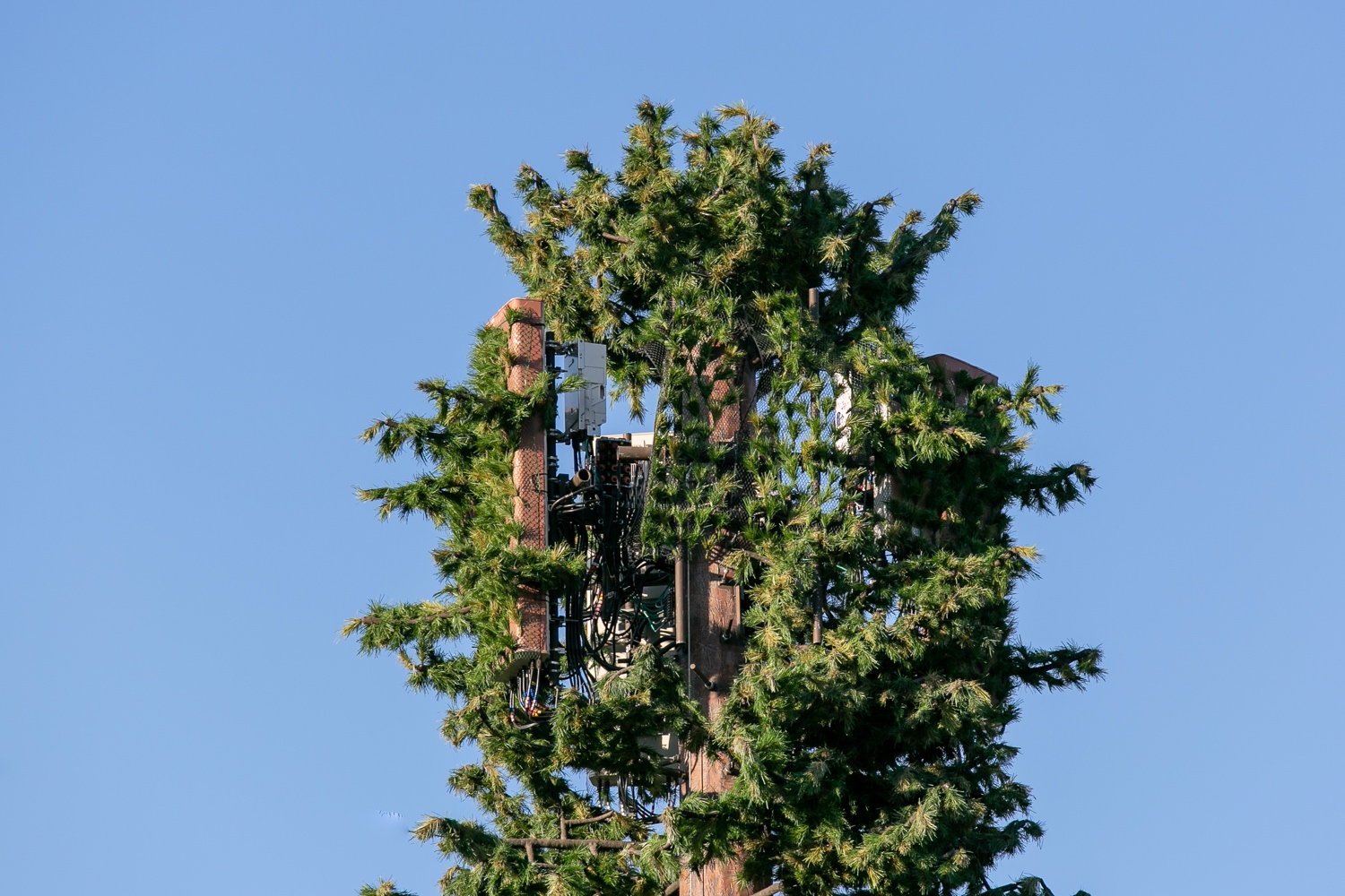 Pine Tree photo 4