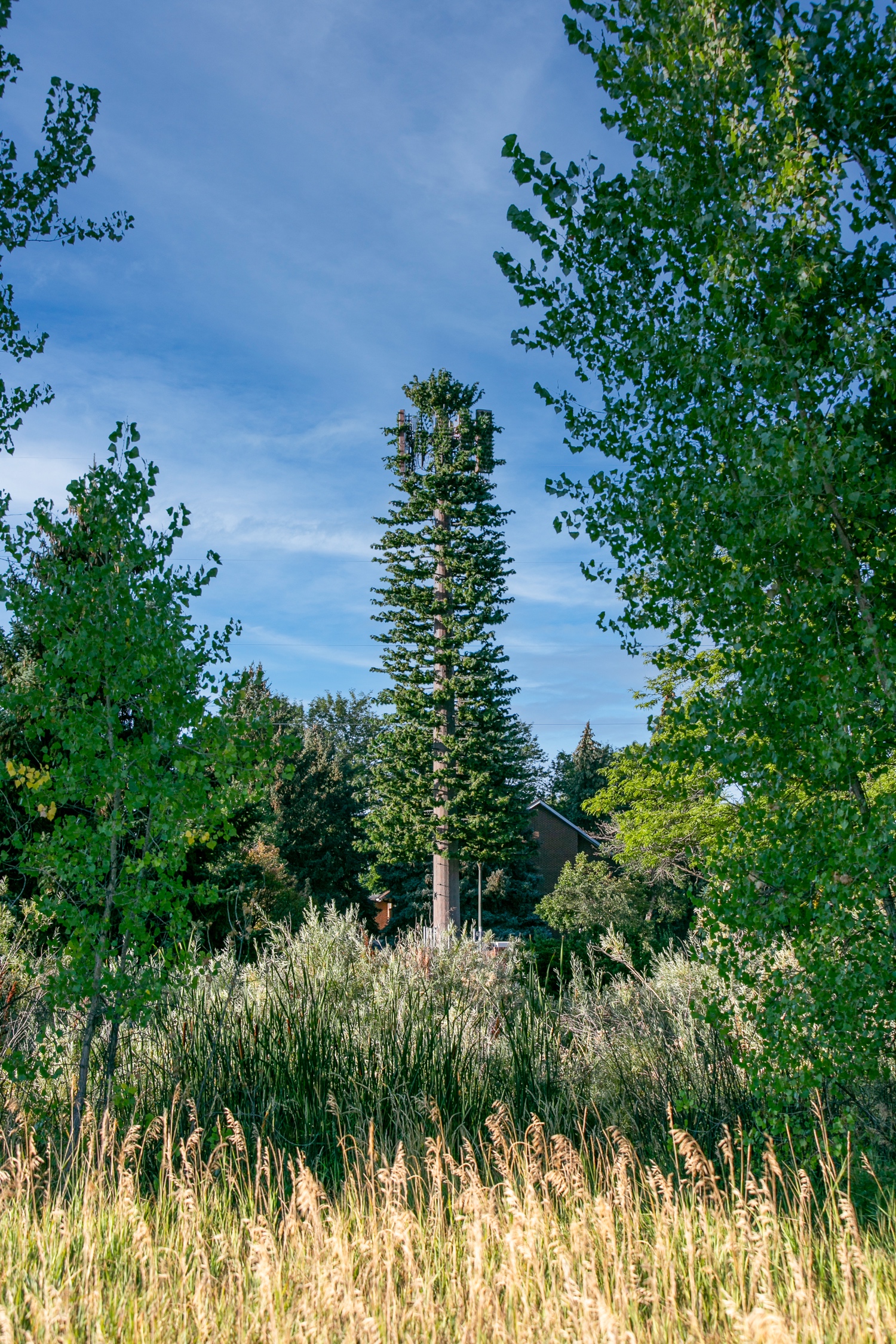 Pine Tree photo 5