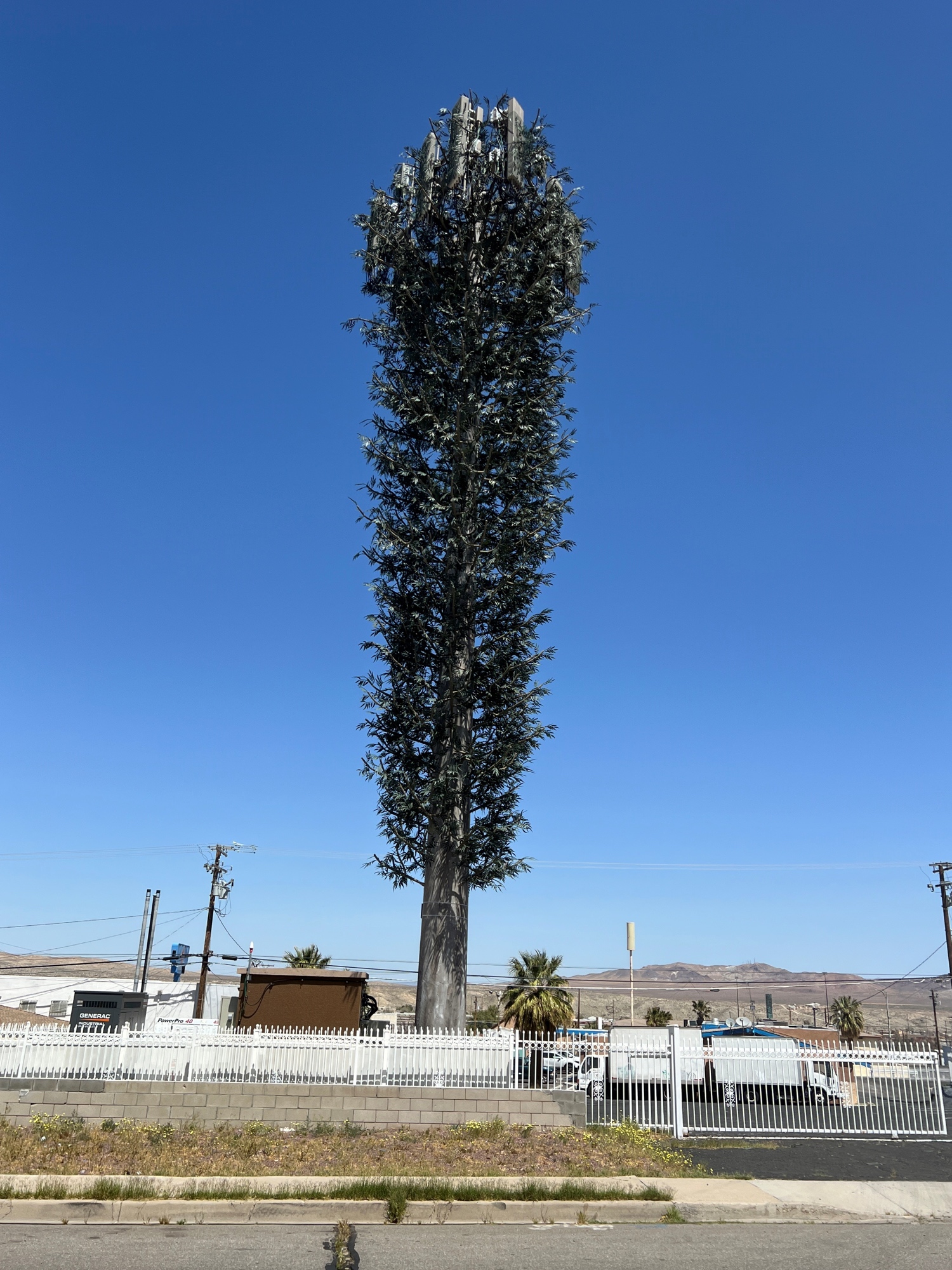 Euc Tree photo 3