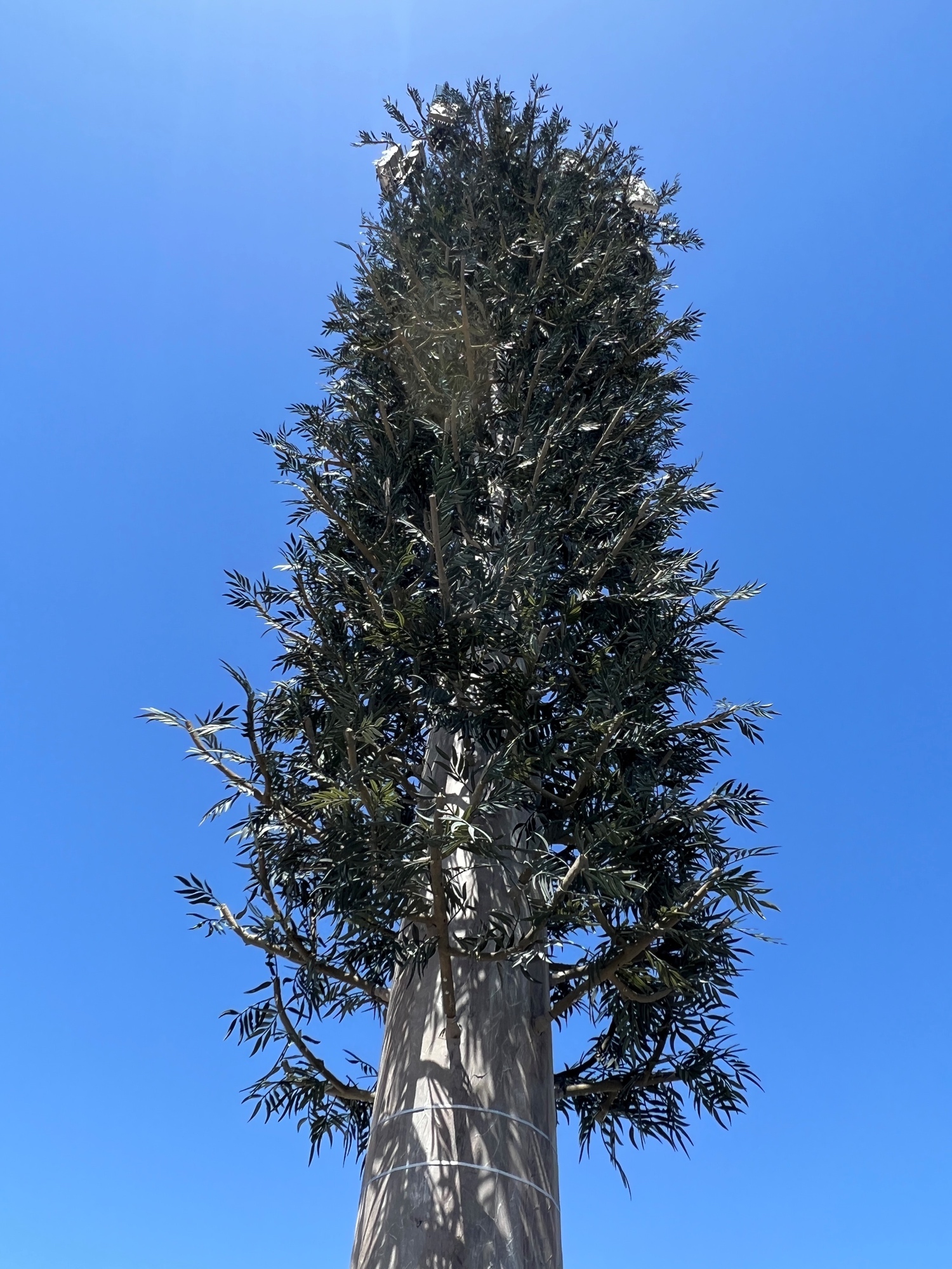Euc Tree photo 4