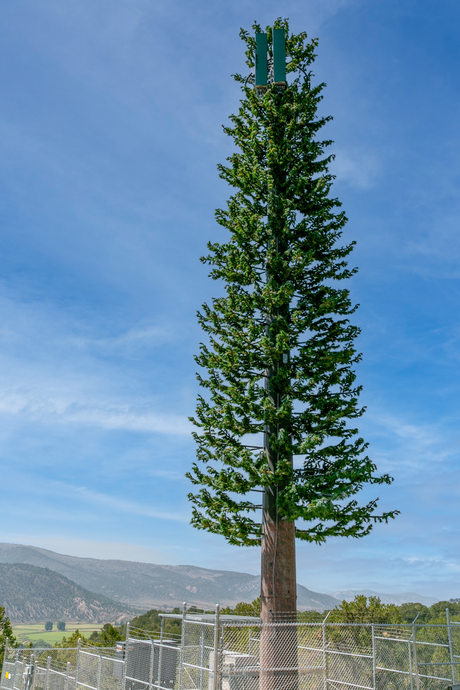 Pine Tree photo 1