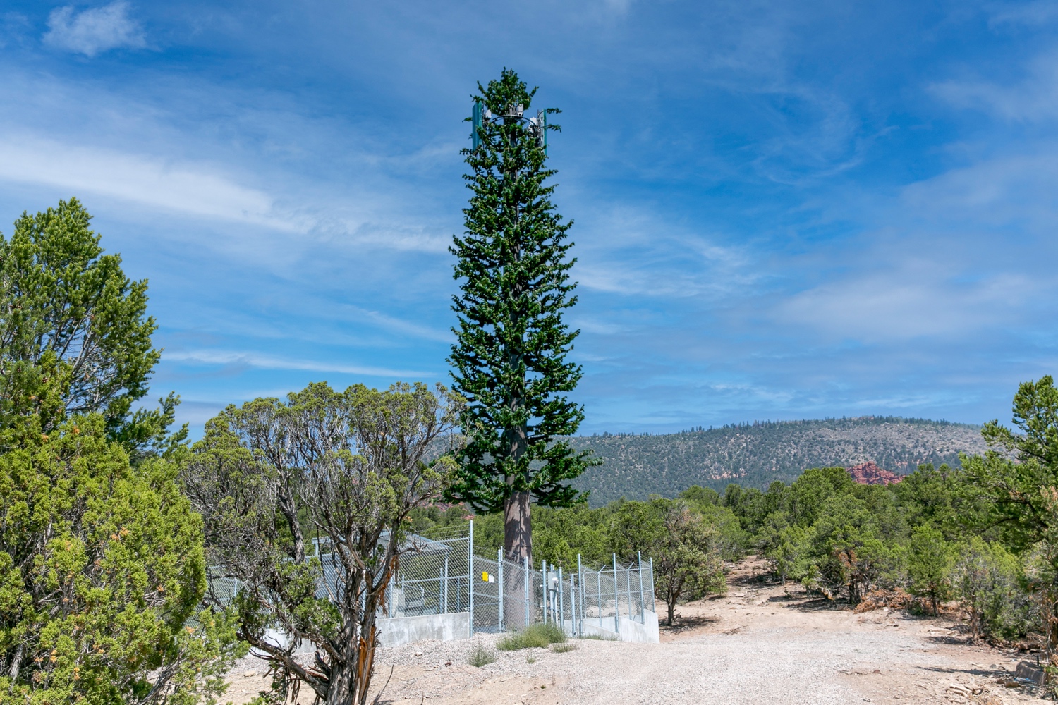 Pine Tree photo 2