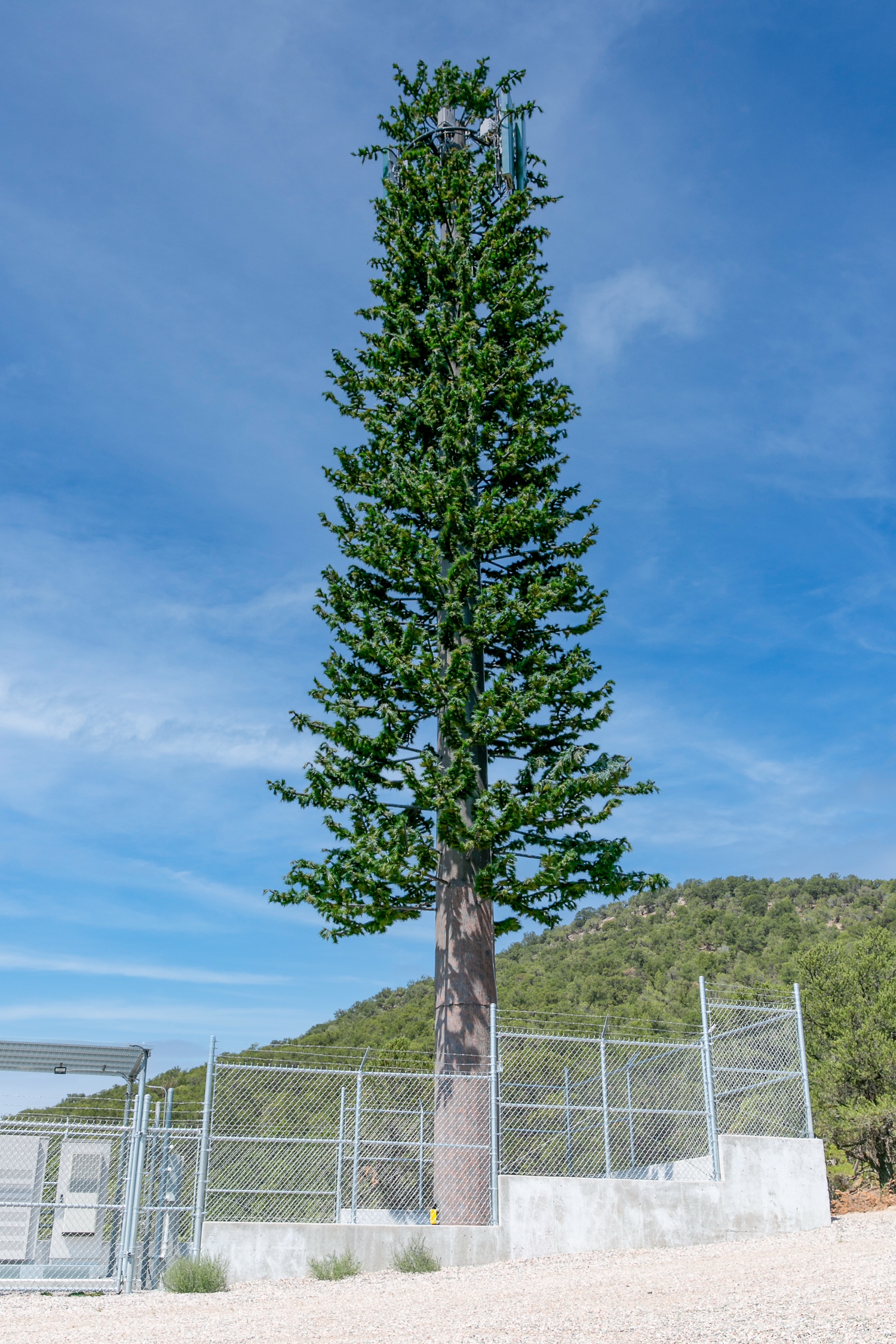 Pine Tree photo 3