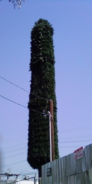 Cypress photo 1