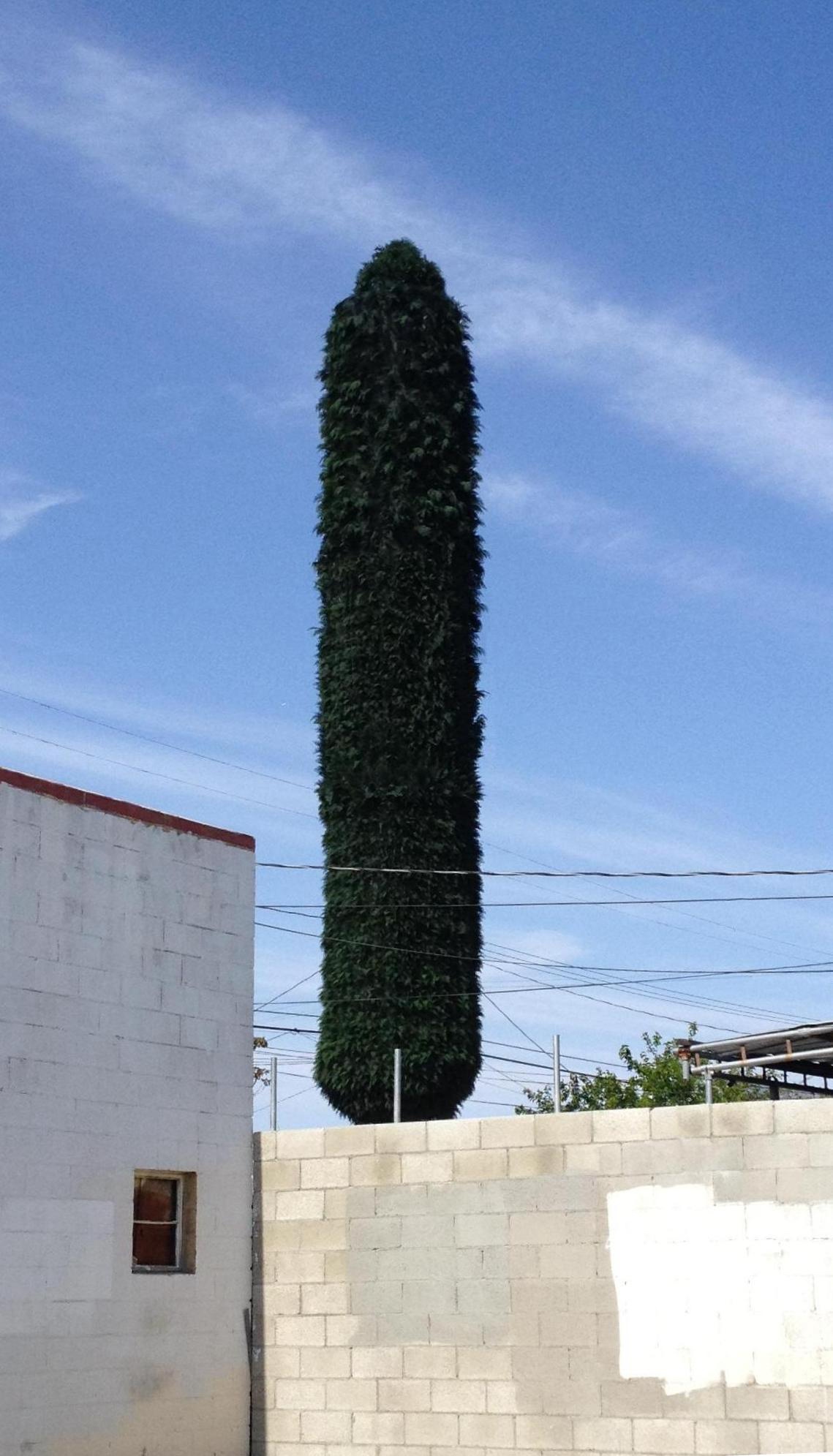 Cypress photo 2