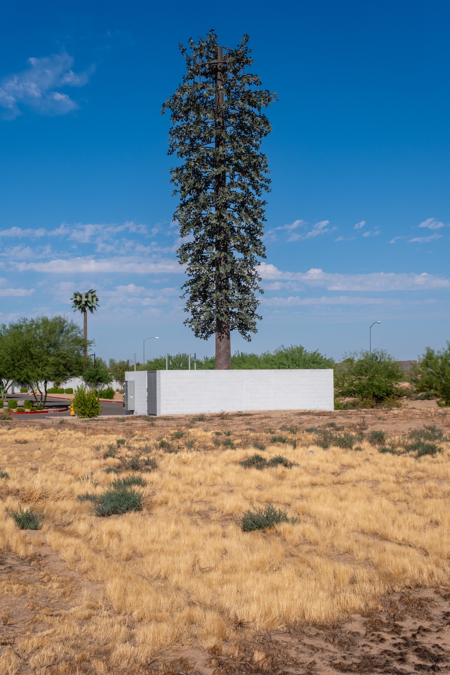 Elm Tree photo 2