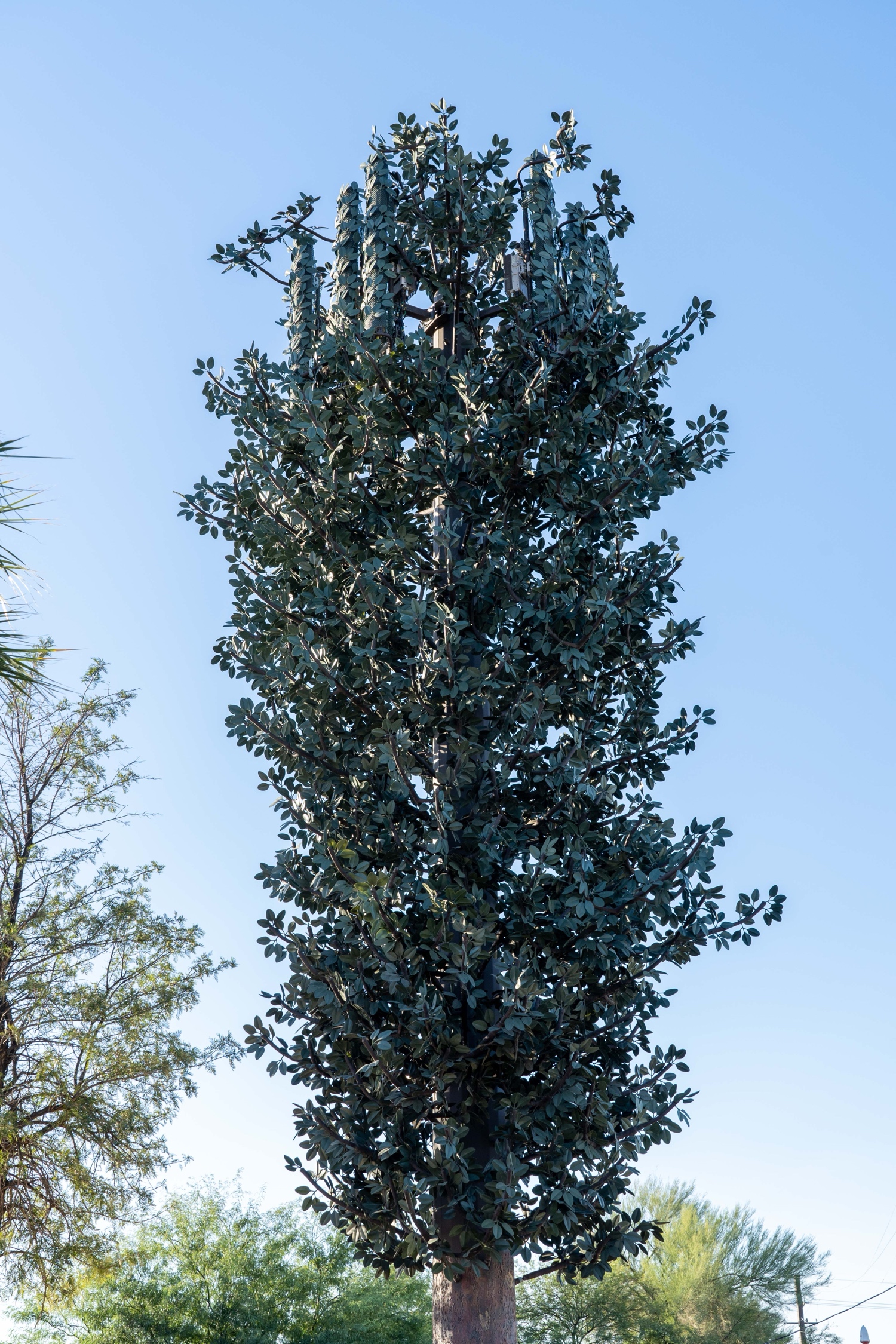 Elm Tree photo 2