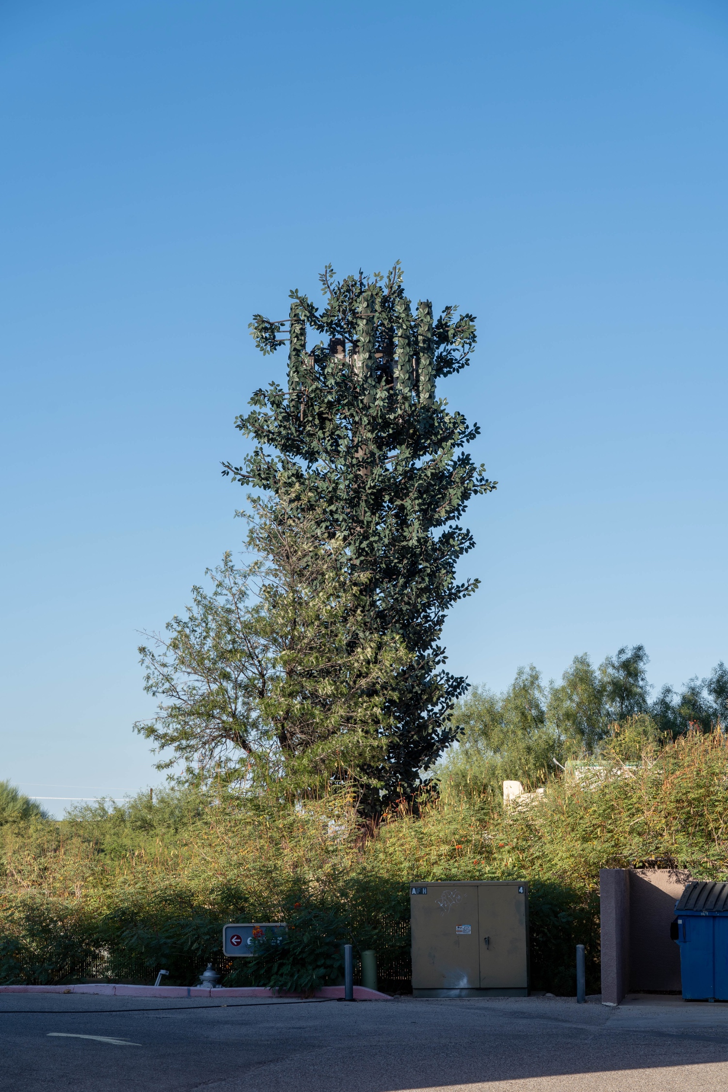Elm Tree photo 3