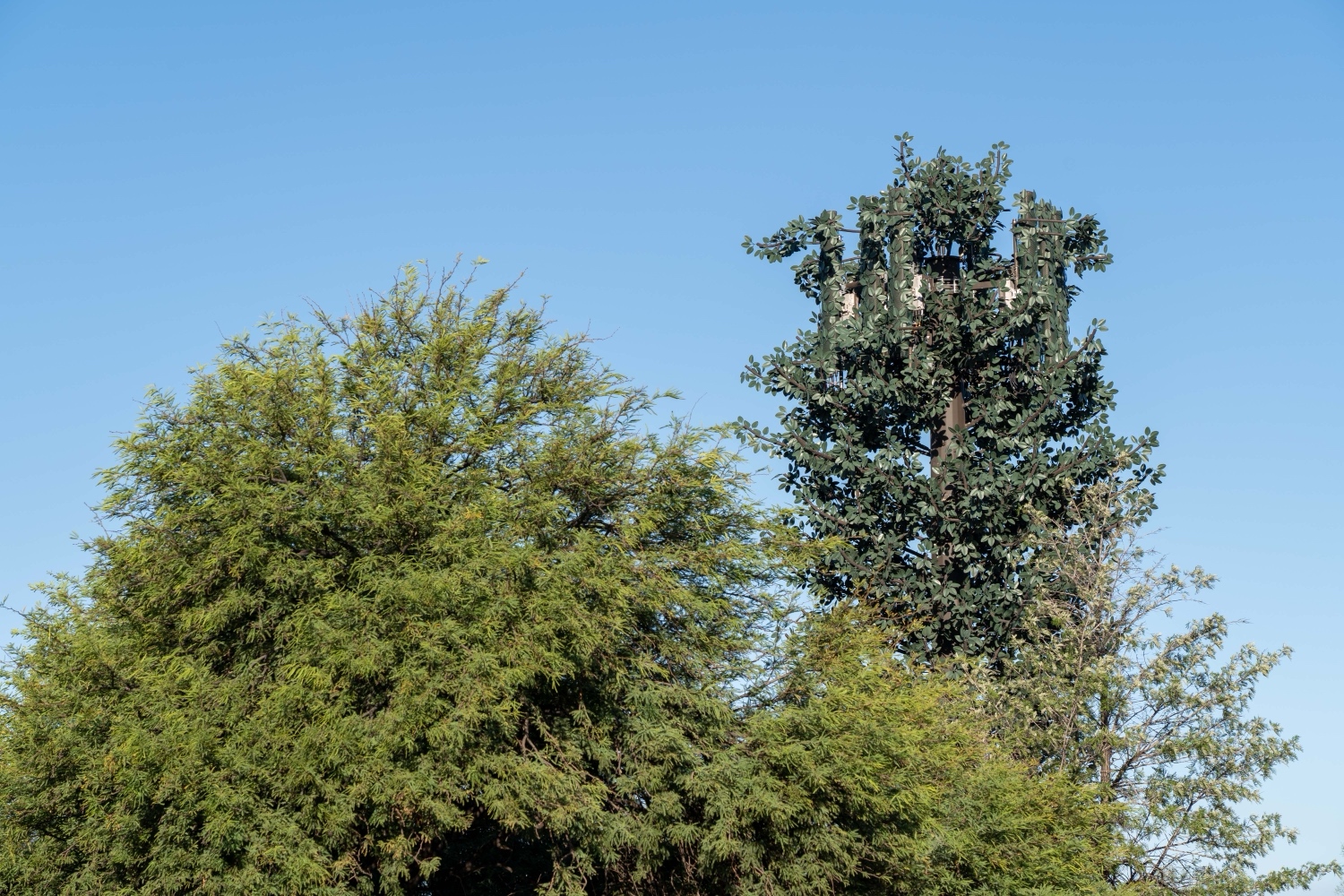 Elm Tree photo 4