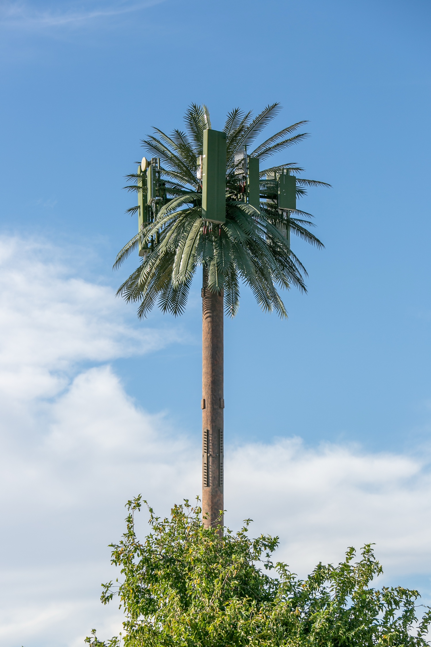 Date Porcupalm photo 2