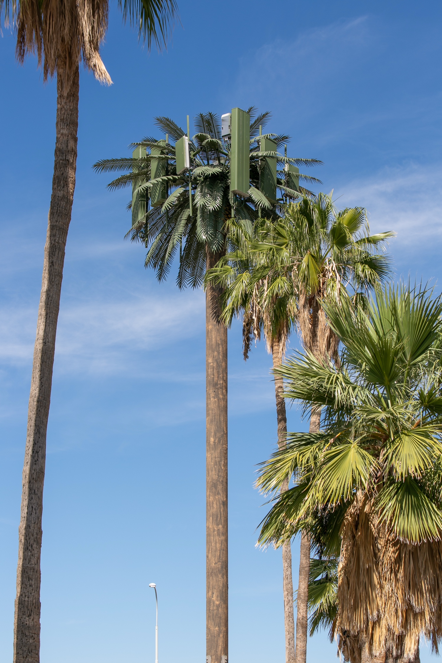 Date Porcupalm photo 3