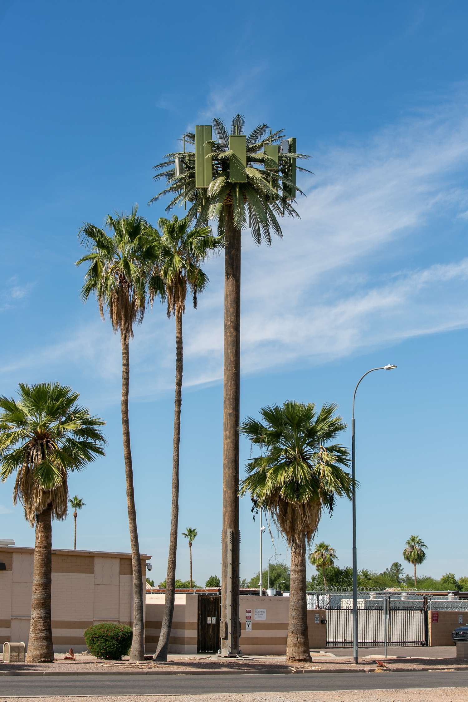 Date Porcupalm photo 1