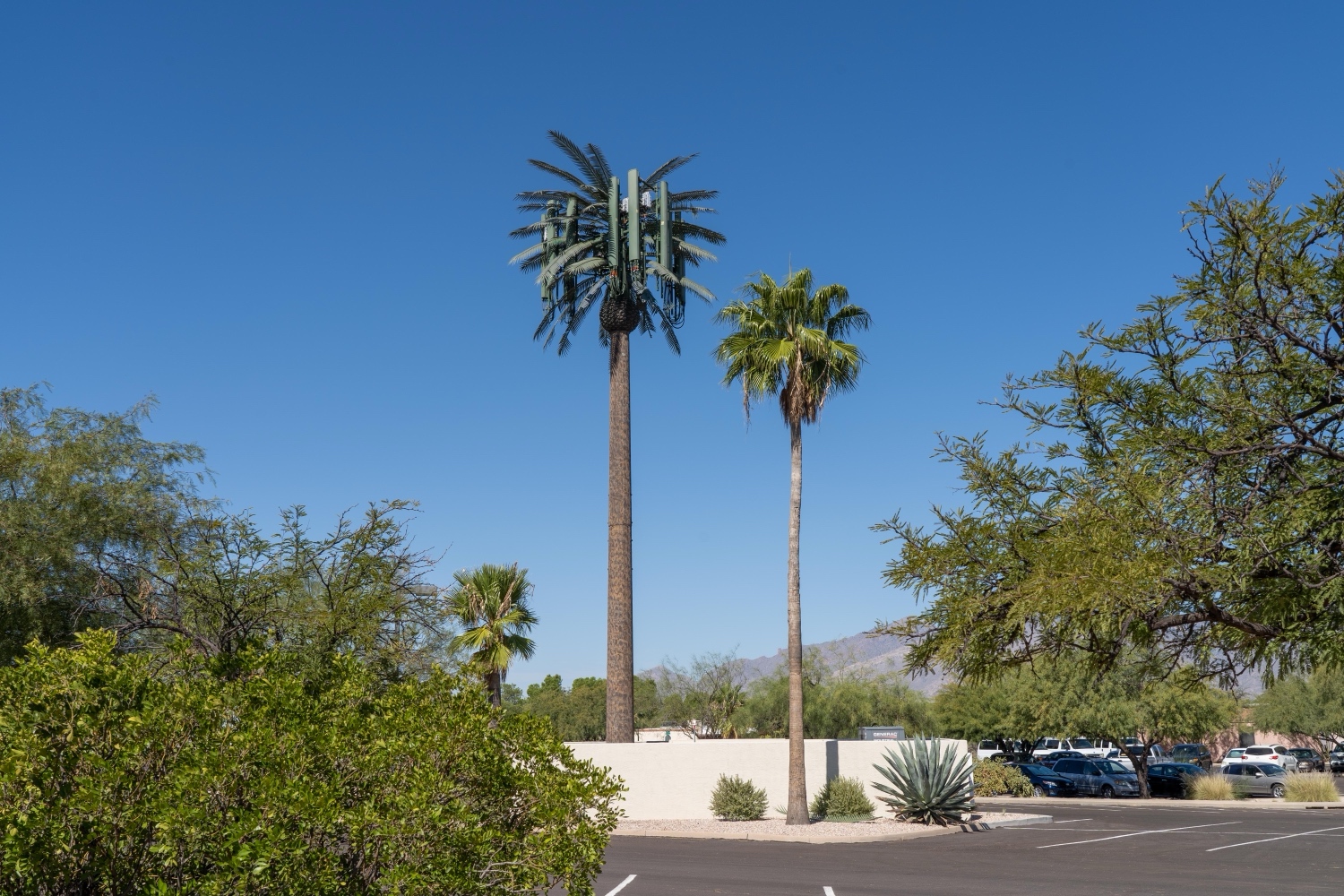 Date Palm photo 1