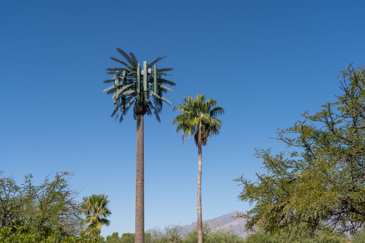 Date Palm photo 2