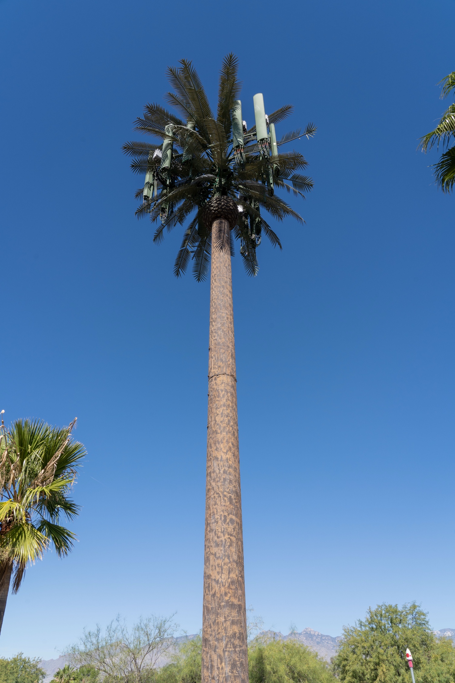 Date Palm photo 4