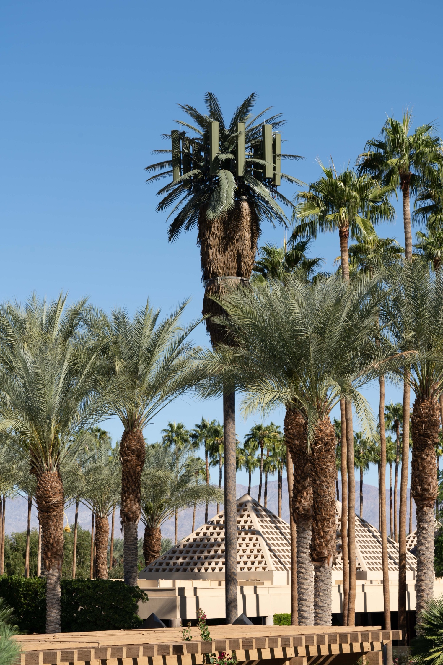Date Palm photo 1