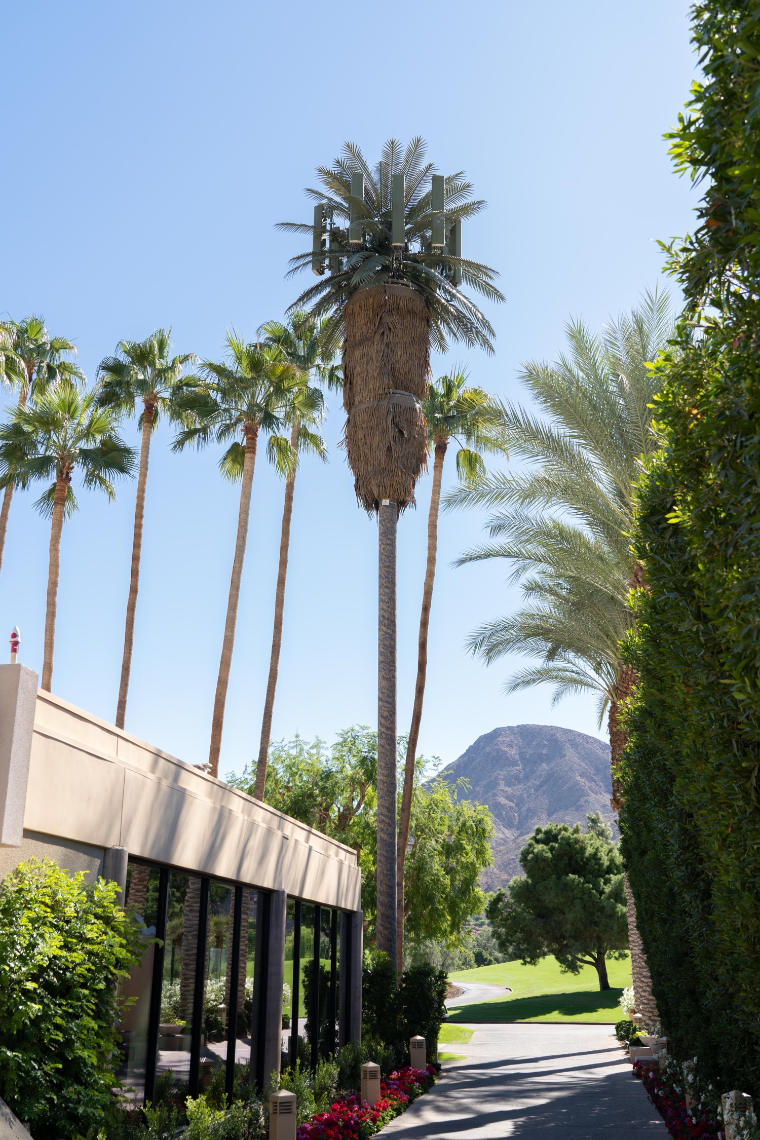Date Palm photo 2