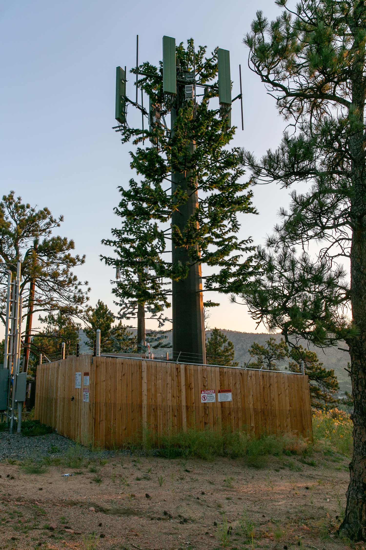 Pine Tree photo 1
