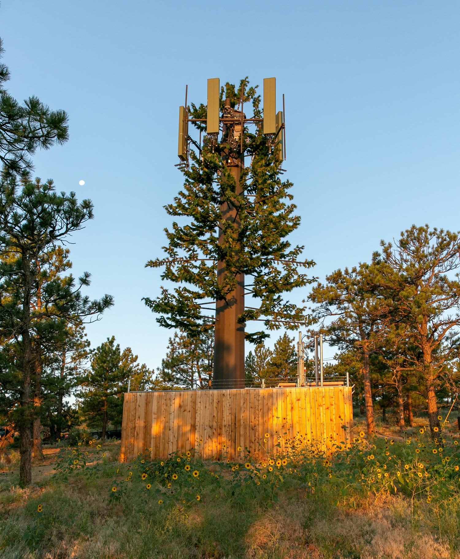 Pine Tree photo 2
