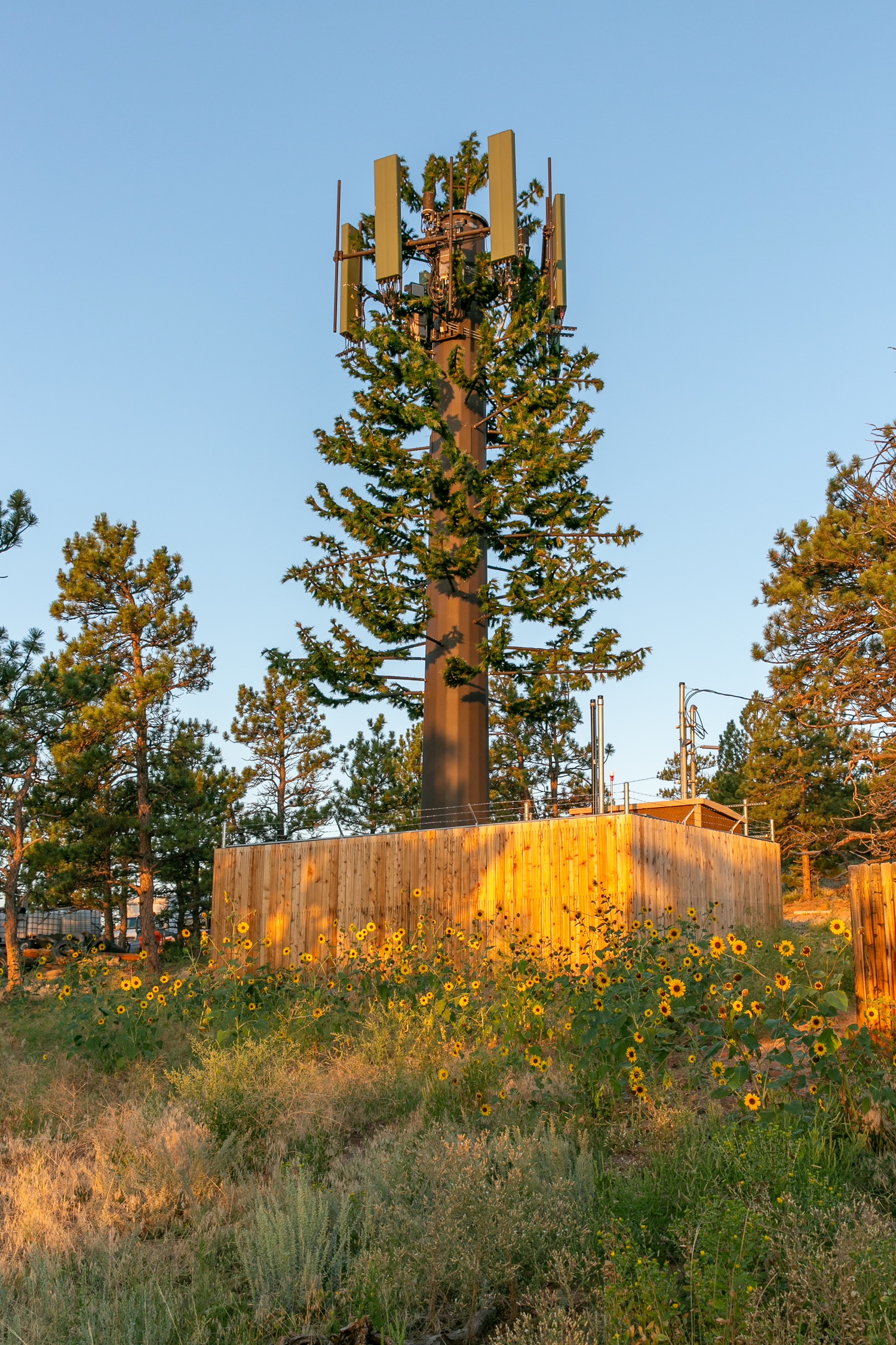 Pine Tree photo 3