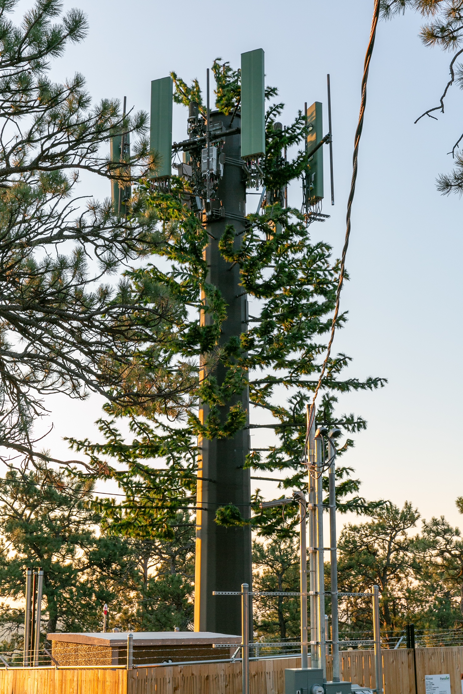 Pine Tree photo 4