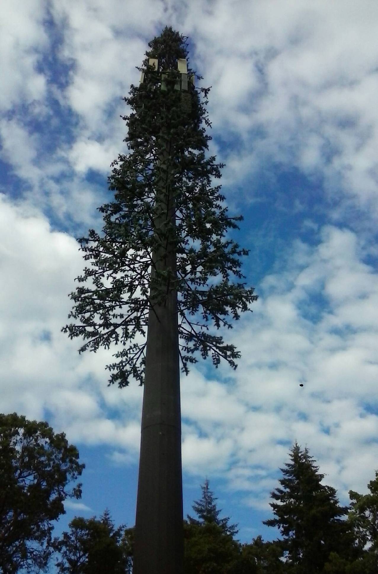 Pine Tree photo 1