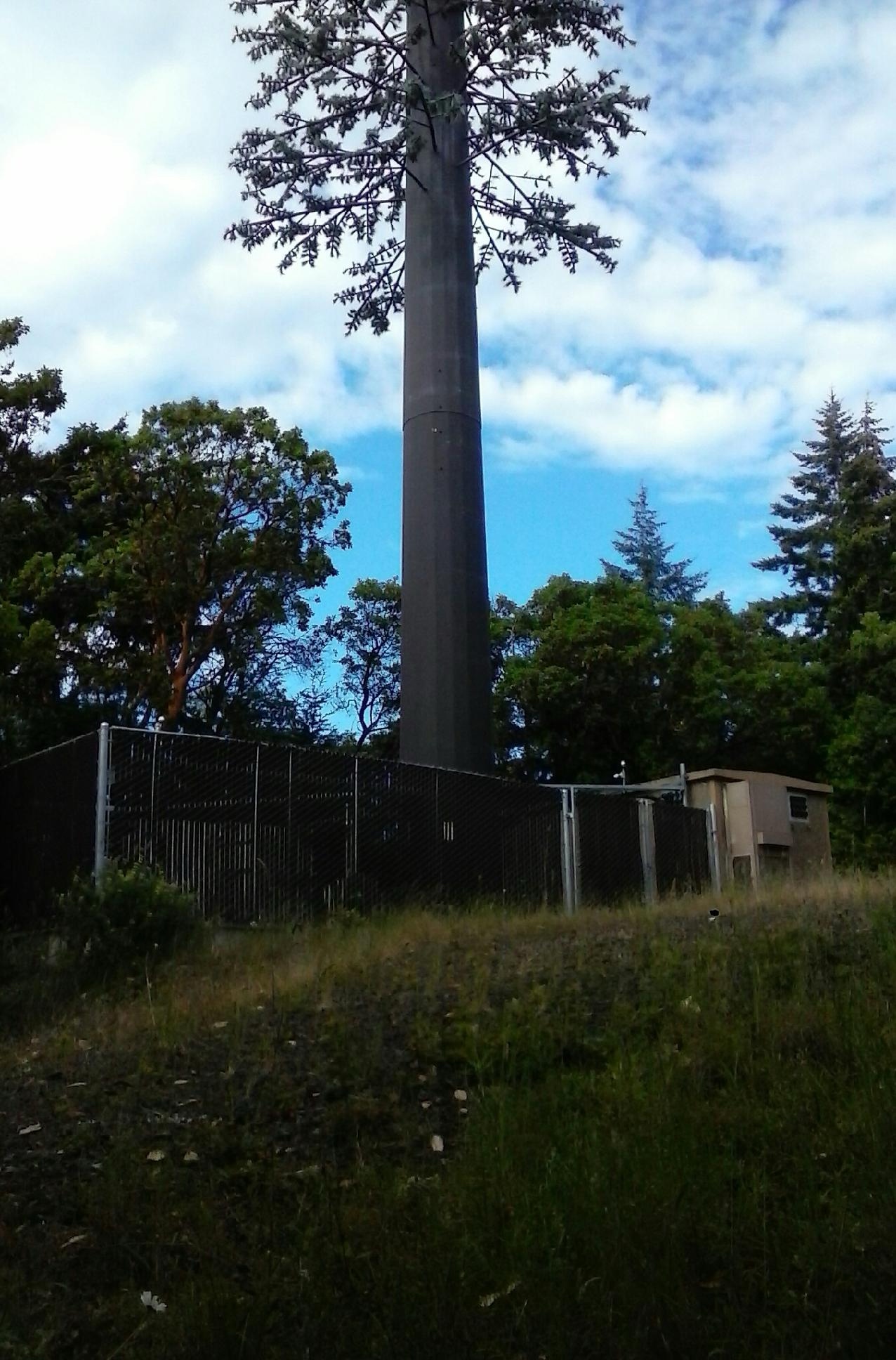 Pine Tree photo 2