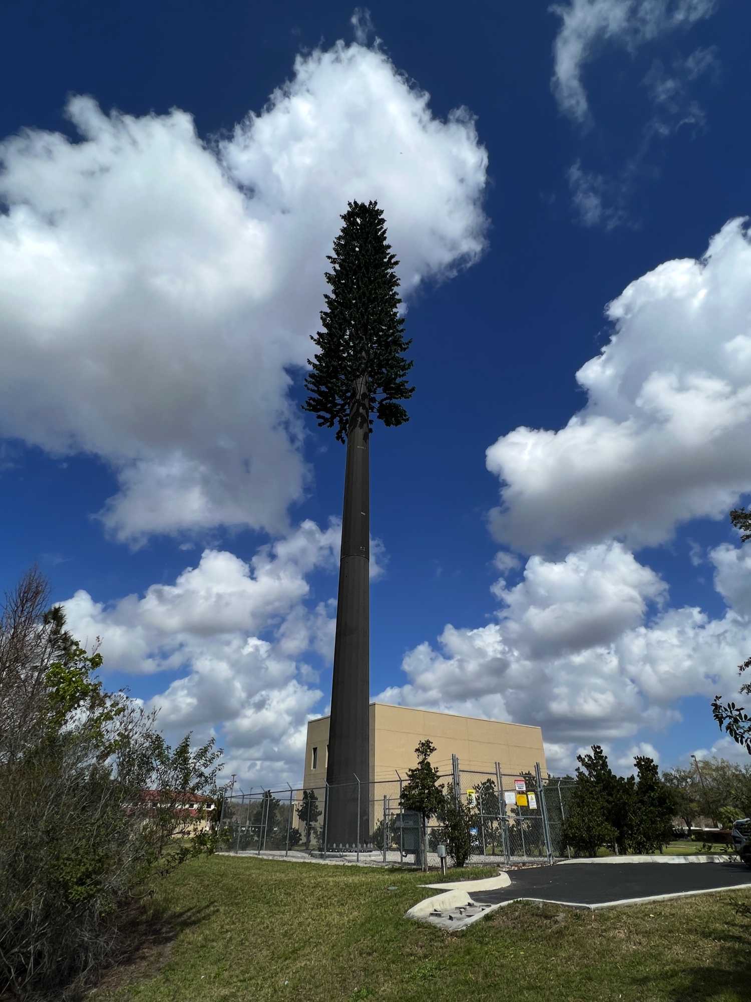 Pine Tree photo 1