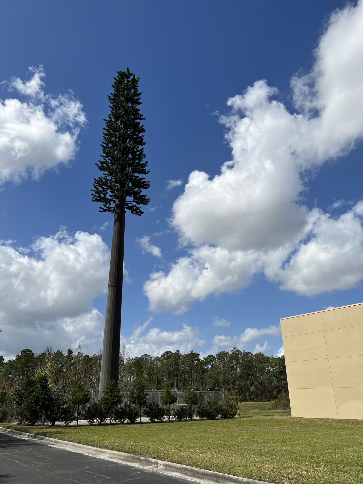 Pine Tree photo 2