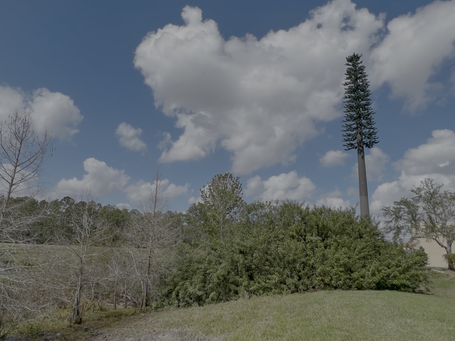Pine Tree photo 3