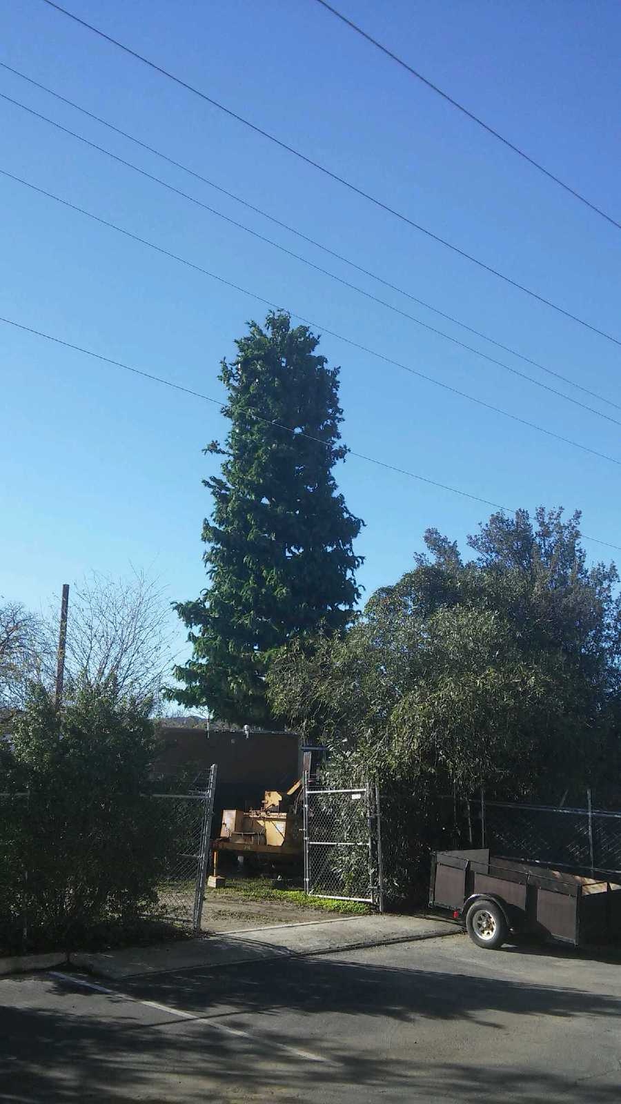 Pine Tree photo 1